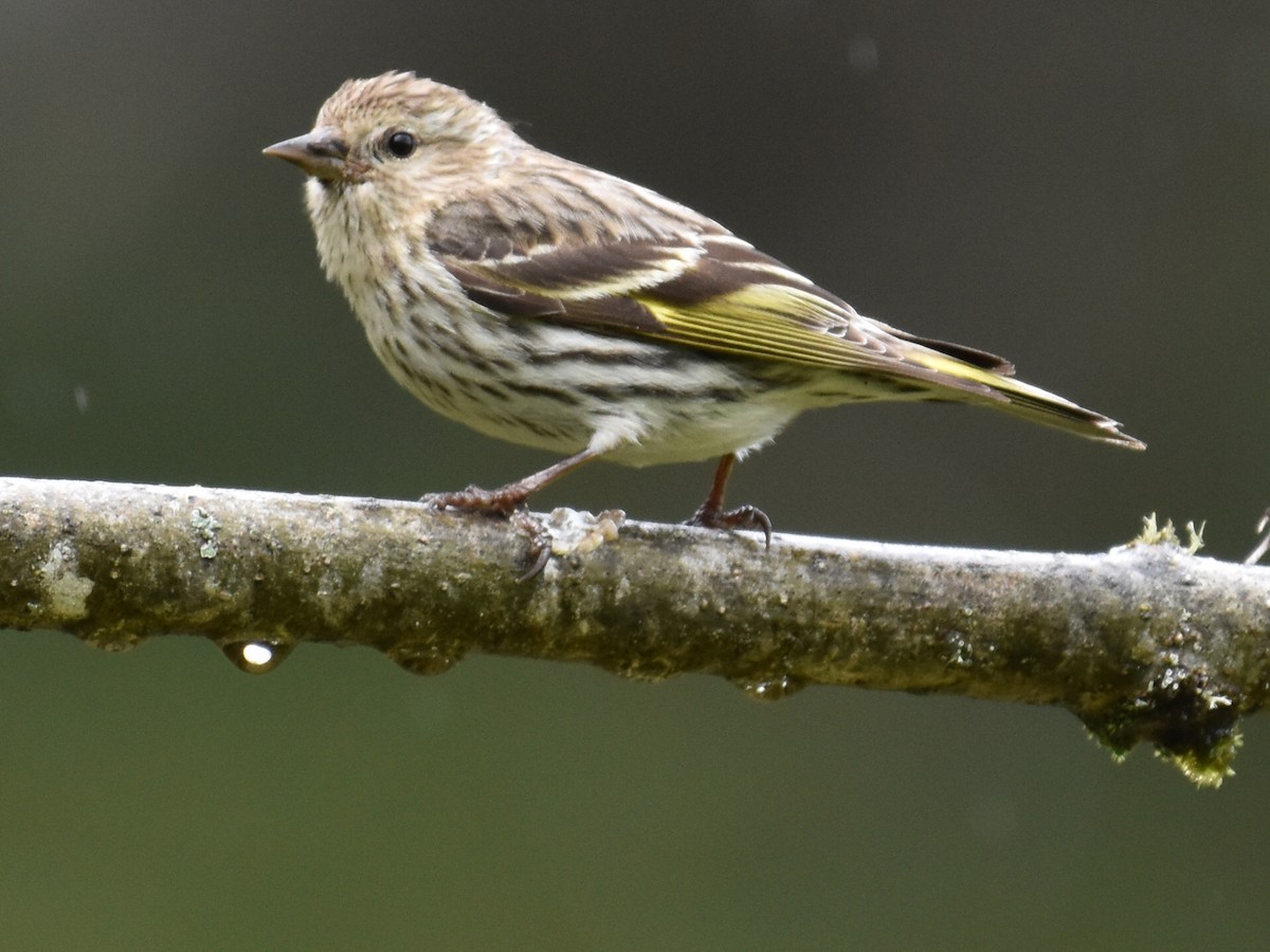 Pine Siskin - ML440663051