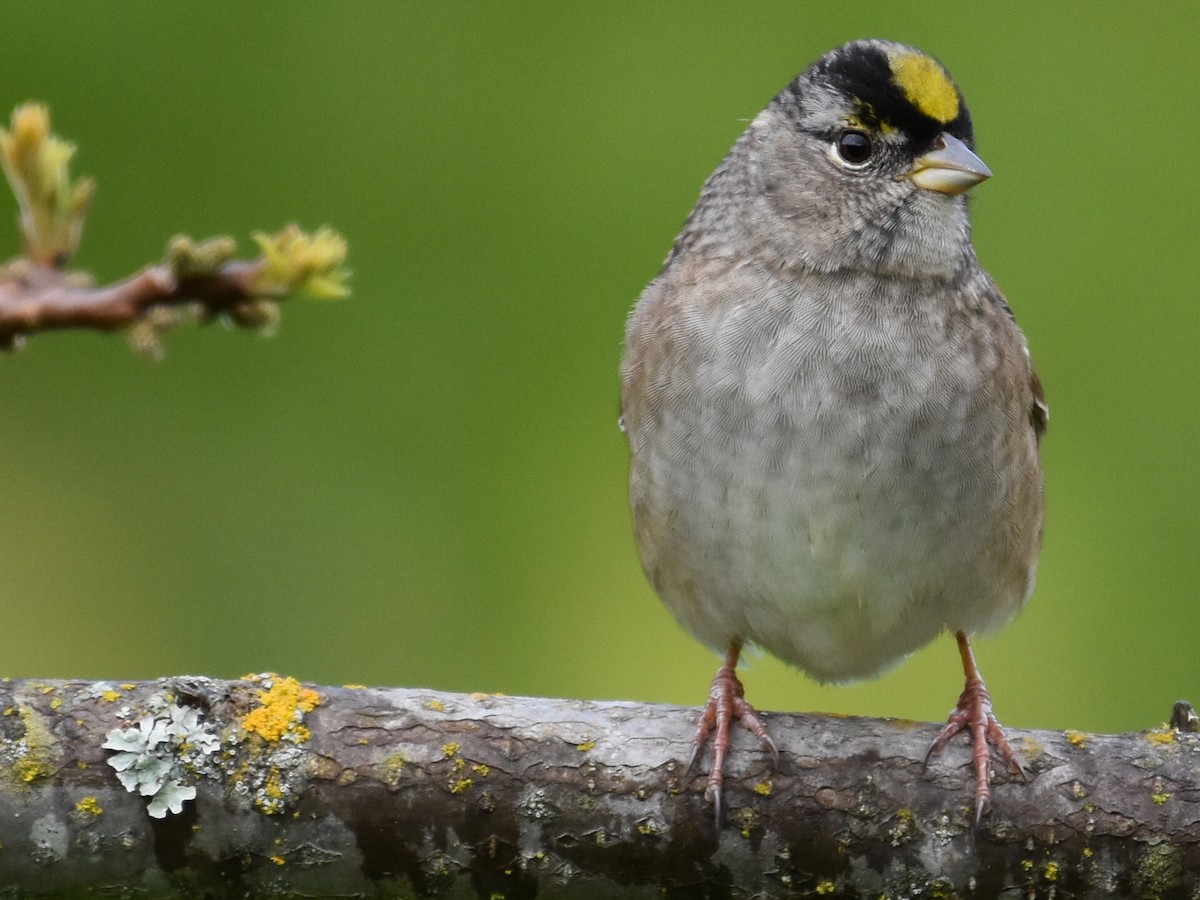 Golden-crowned Sparrow - ML440663121
