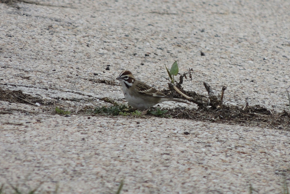 Lark Sparrow - ML440663541