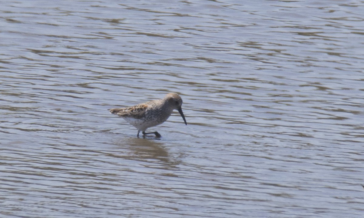 Western Sandpiper - ML440664971