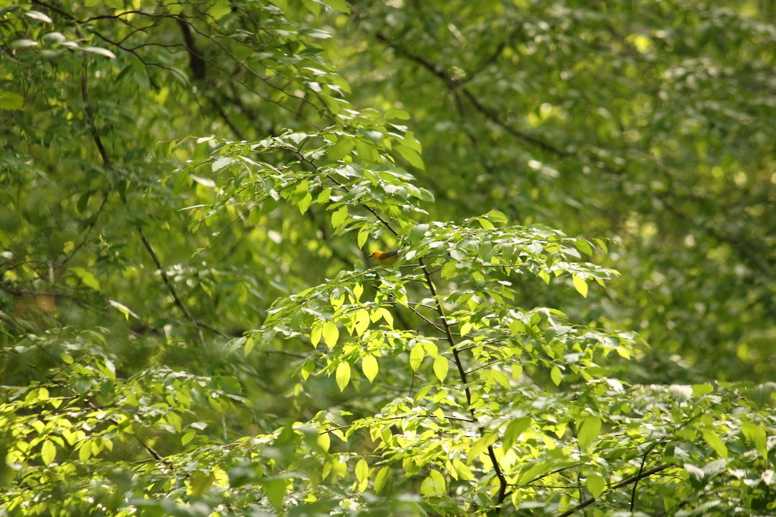 Prothonotary Warbler - ML440667031