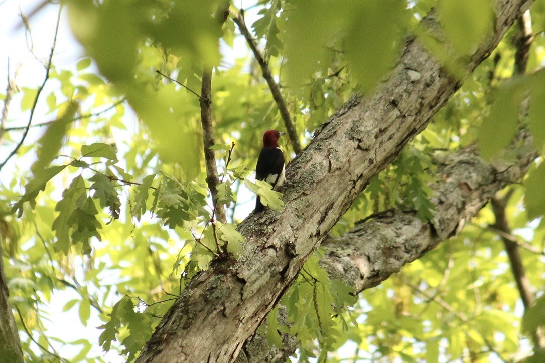 Red-headed Woodpecker - ML440667091
