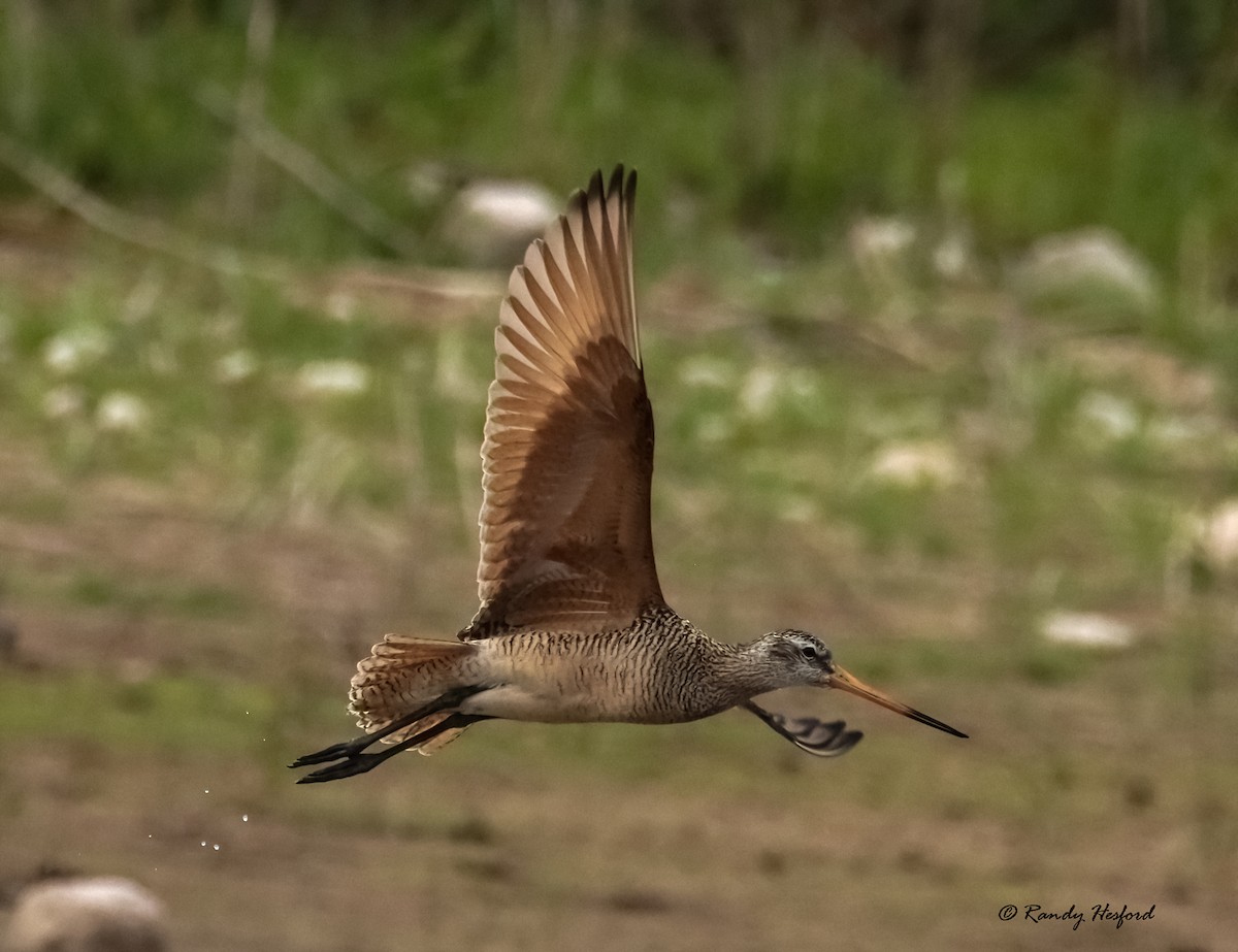 Marbled Godwit - ML440667241