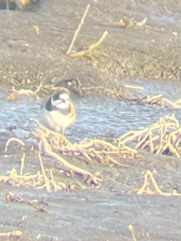 Semipalmated Plover - ML440668381