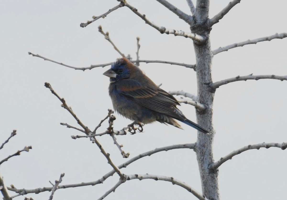 Blue Grosbeak - Tim Healy