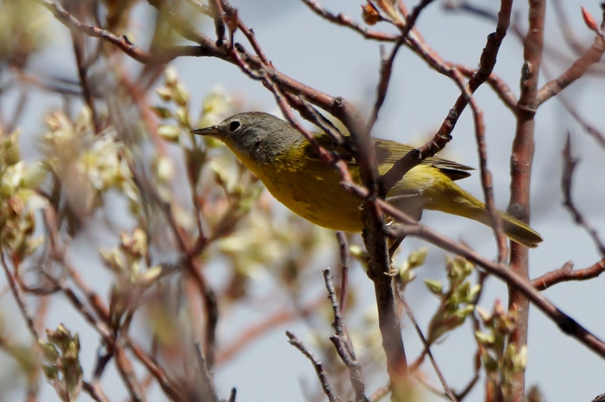 Nashville Warbler - ML440670331