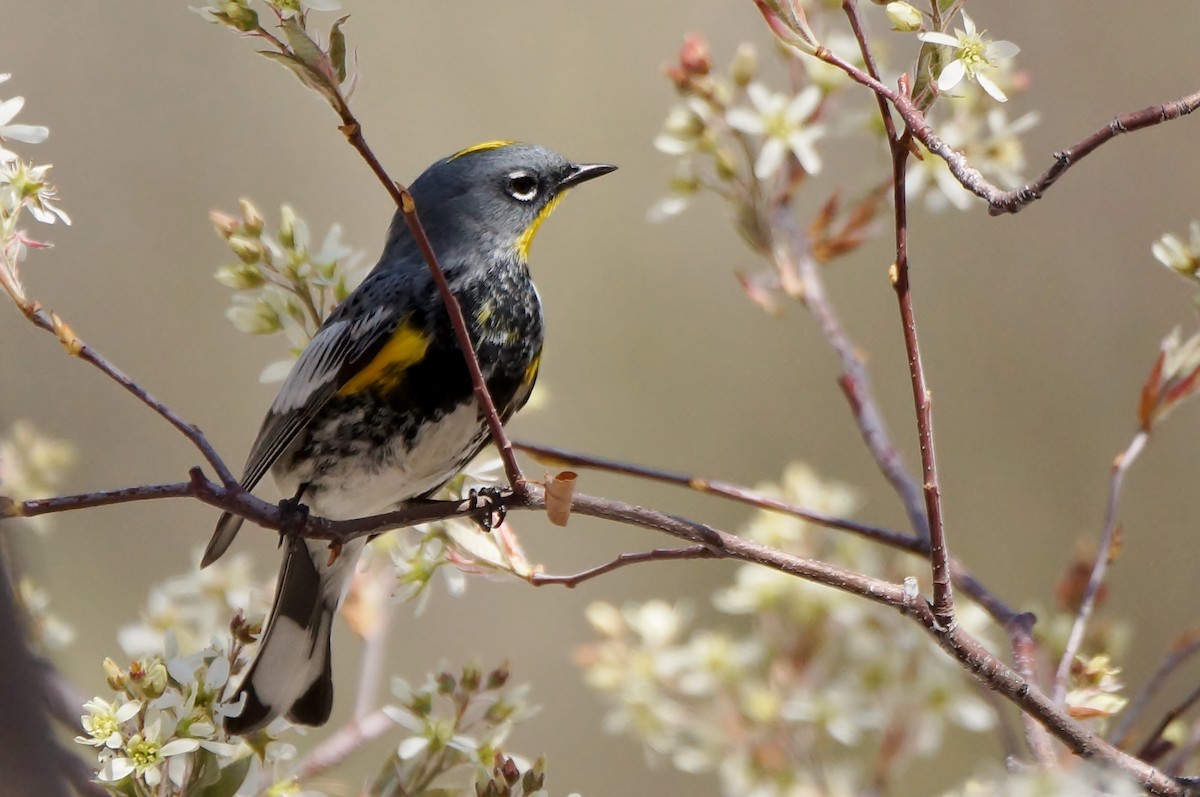 Yellow-rumped Warbler (Audubon's) - ML440670451