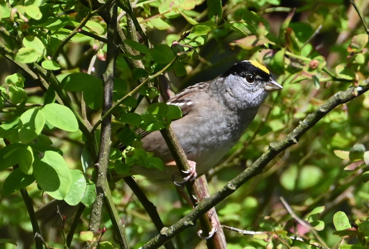 Bruant à couronne dorée - ML440670721