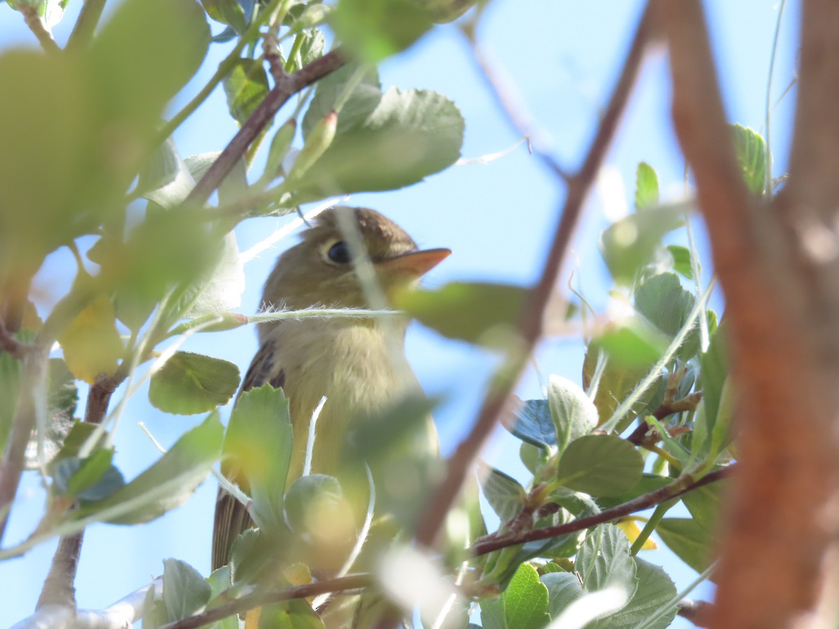 Western Flycatcher (Pacific-slope) - Lisa Phelps