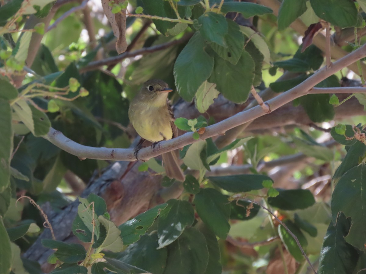 Western Flycatcher (Pacific-slope) - Lisa Phelps