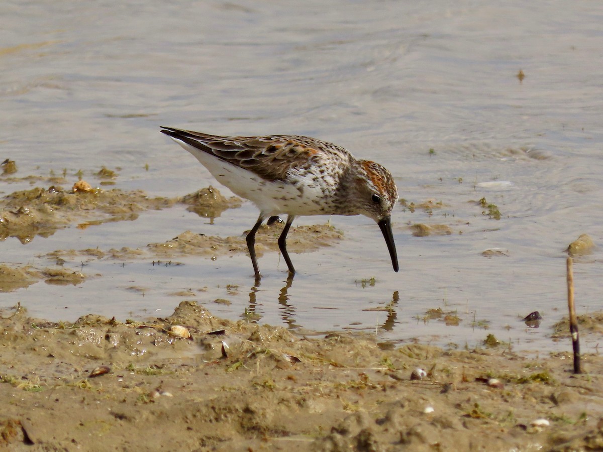 Western Sandpiper - douglas diekman