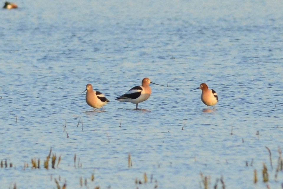 Avoceta Americana - ML440672711