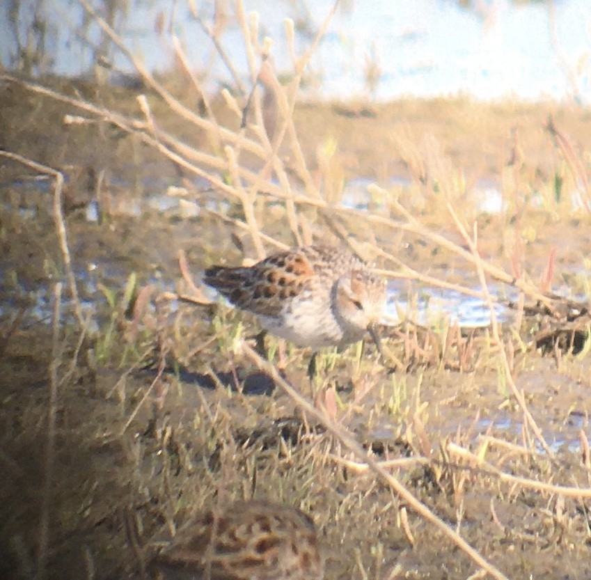 Western Sandpiper - ML440674181