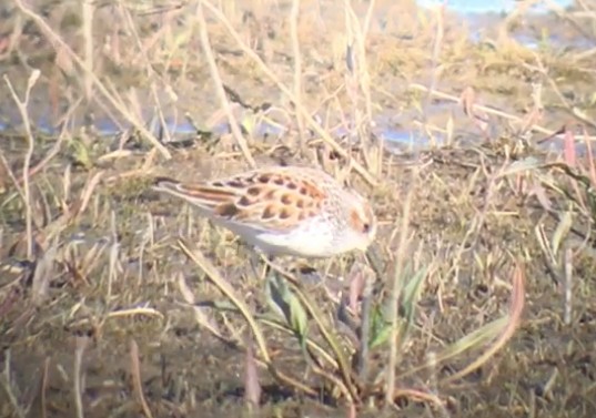 Western Sandpiper - ML440674241