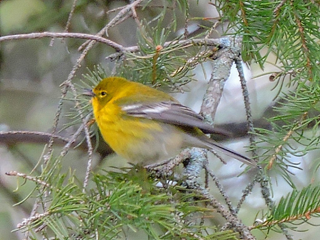 Pine Warbler - ML440675291