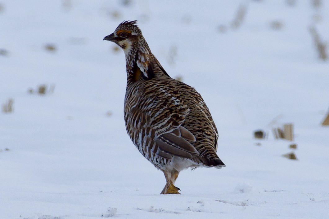 Greater Prairie-Chicken - John Breker