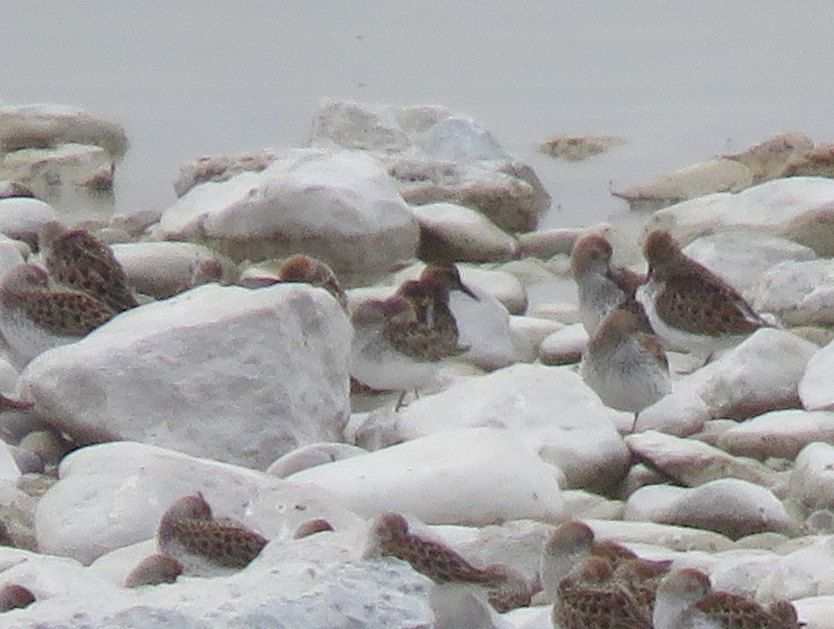 Semipalmated Sandpiper - ML440675781