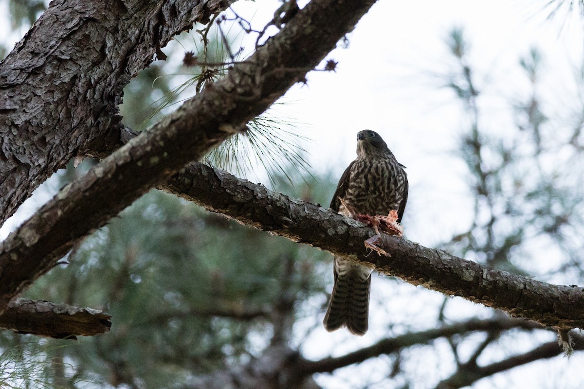 Collared Sparrowhawk - ML44067621