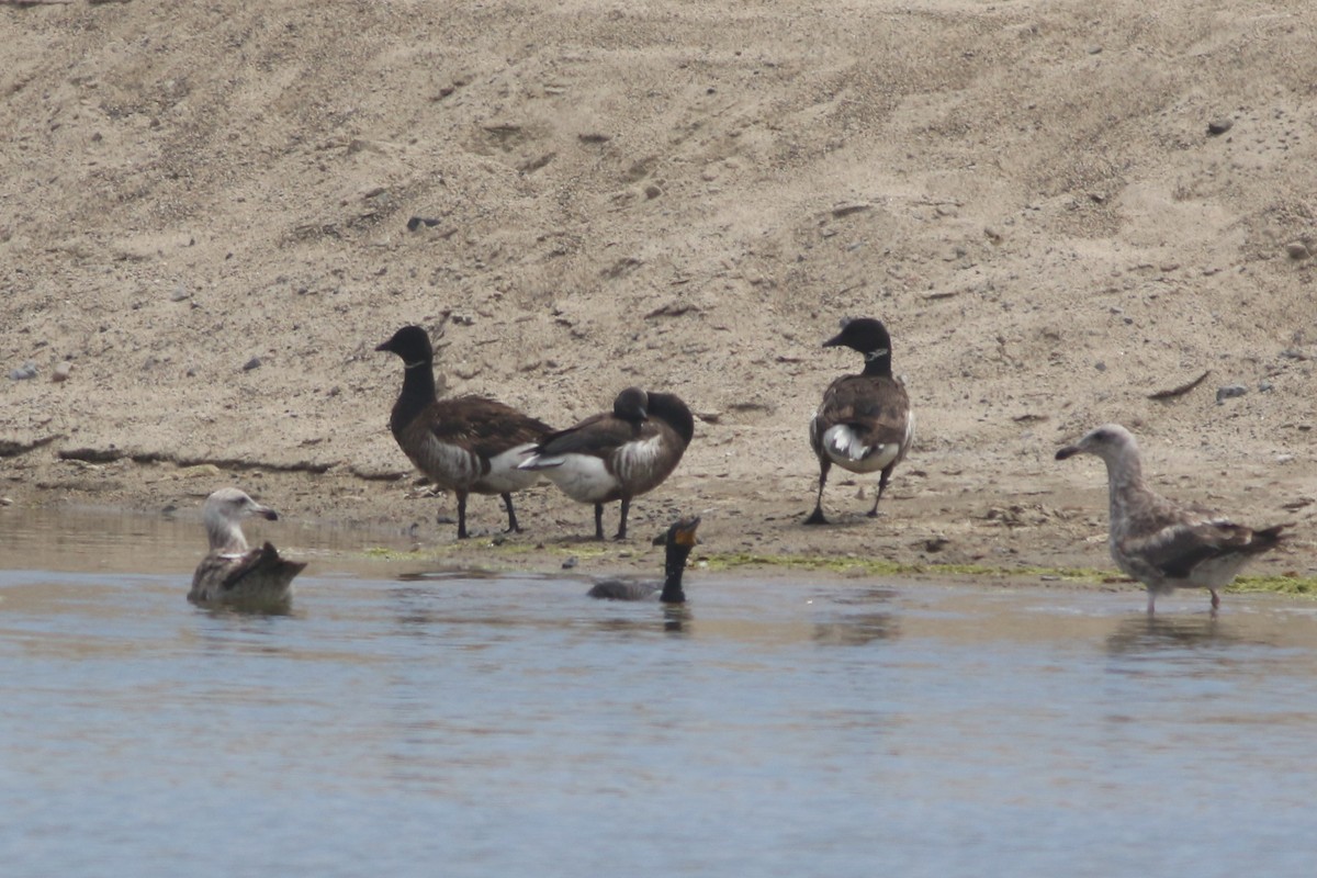 Brant - ML440676621