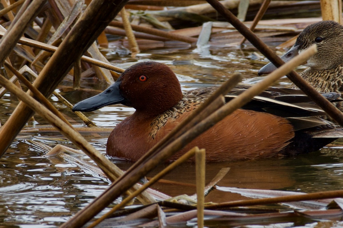 Cinnamon Teal - ML440676841