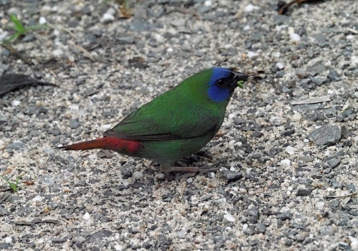 Blue-faced Parrotfinch - ML440676901