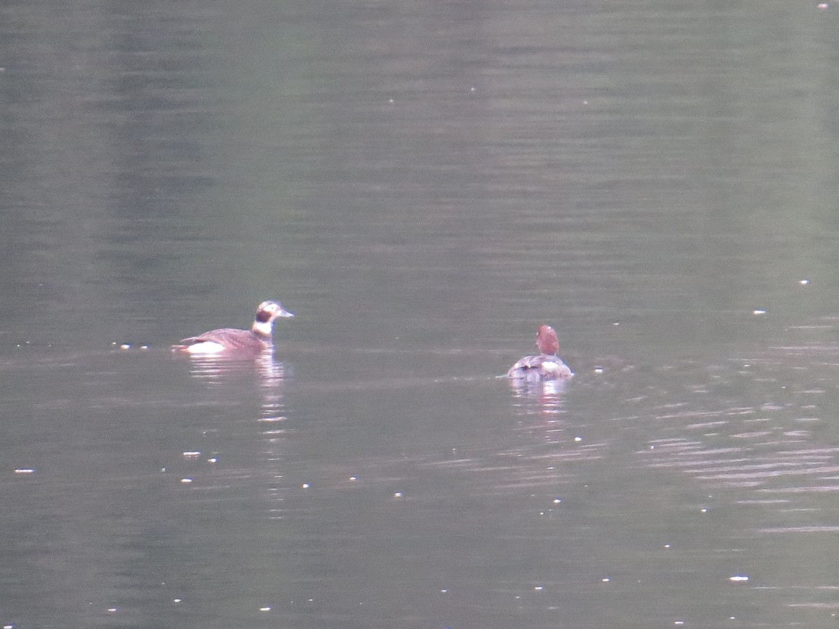 Long-tailed Duck - Chris Dale