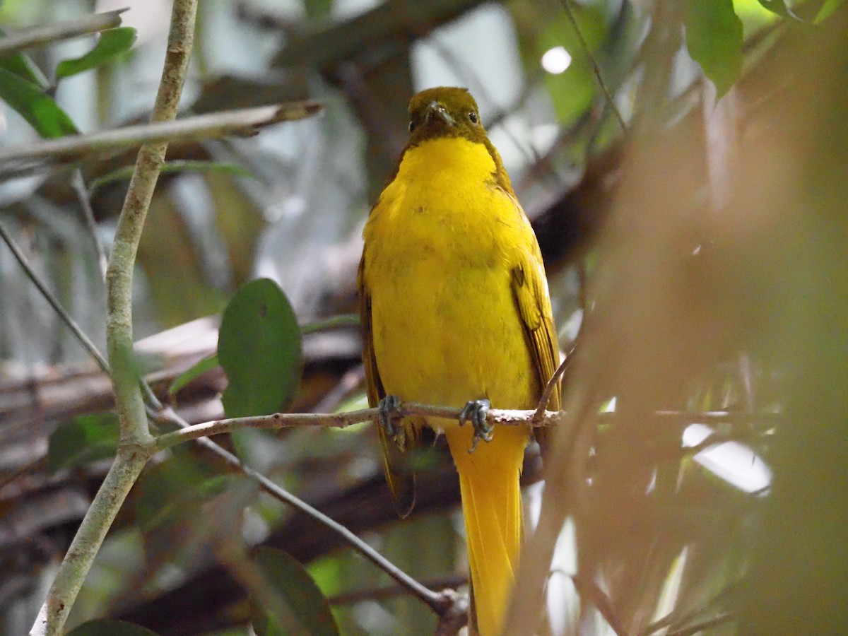 Golden Bowerbird - ML440680001