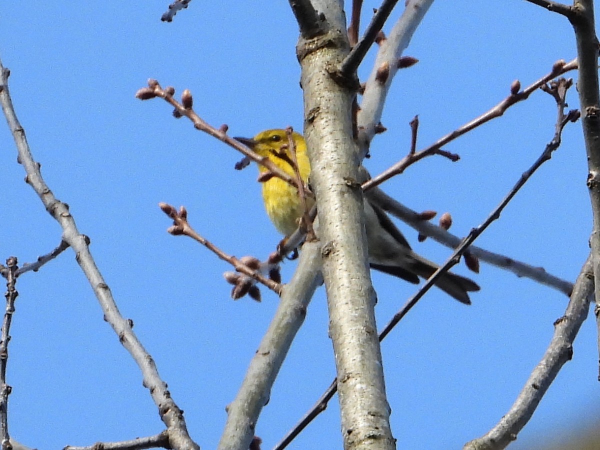 Pine Warbler - ML440680971