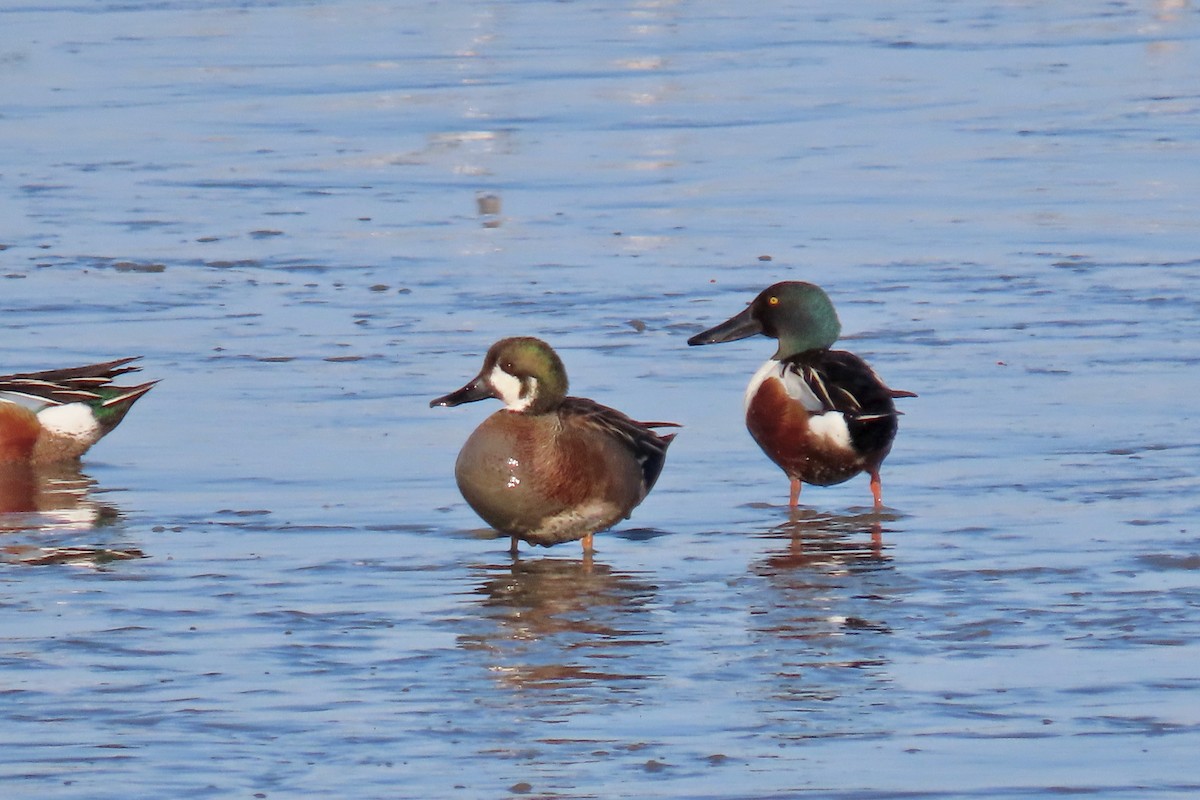 Northern Shoveler - ML440681451