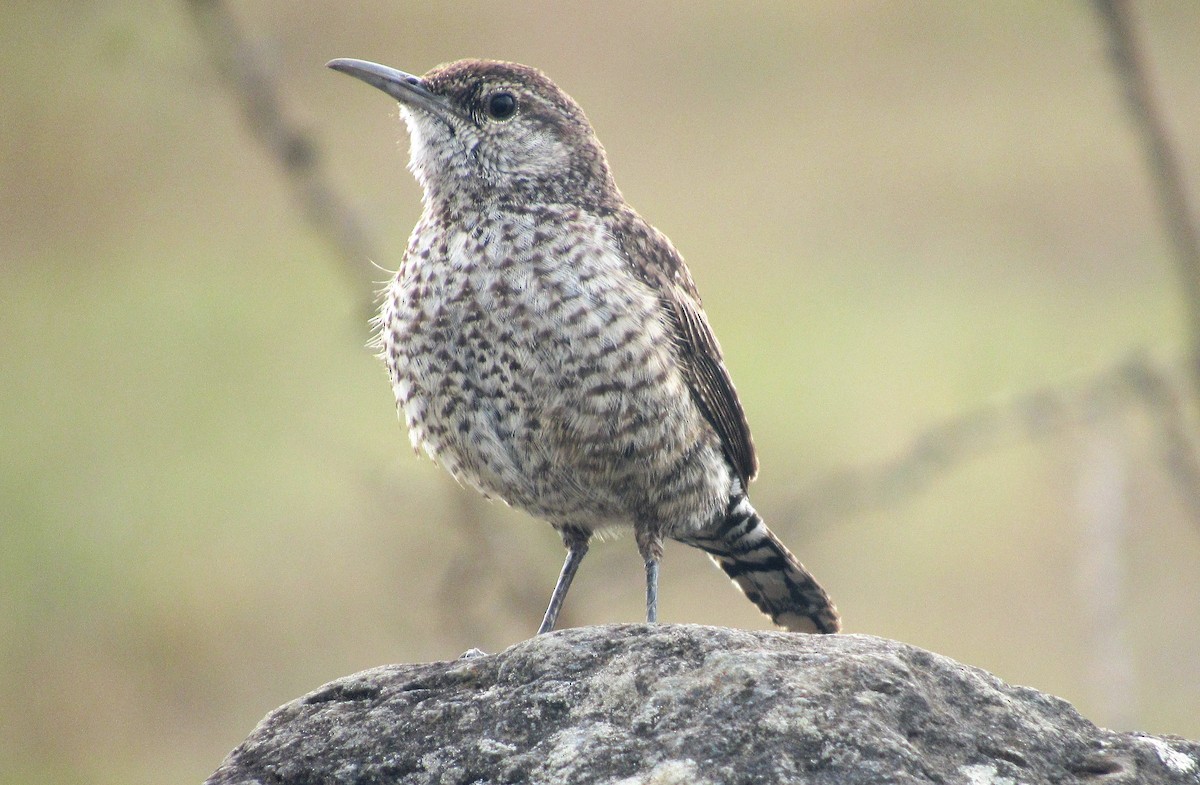 steinursmett - ML440681481