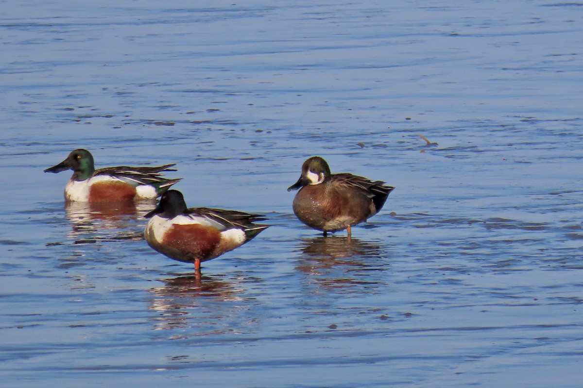 Northern Shoveler - ML440681491