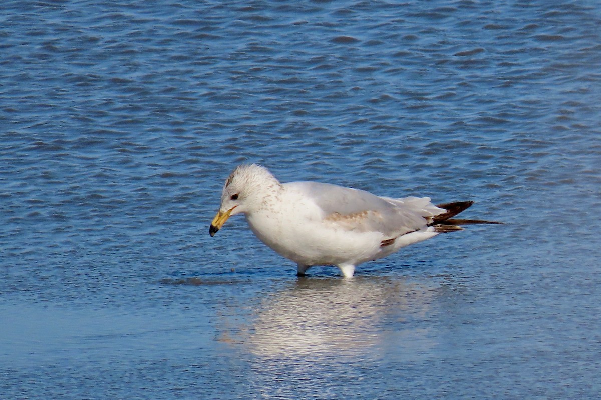 Ring-billed Gull - ML440681531