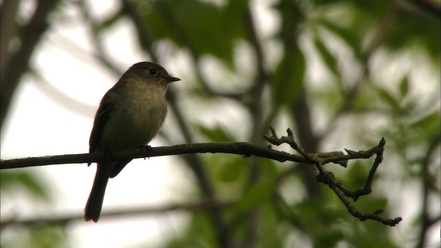 Least Flycatcher - ML440682