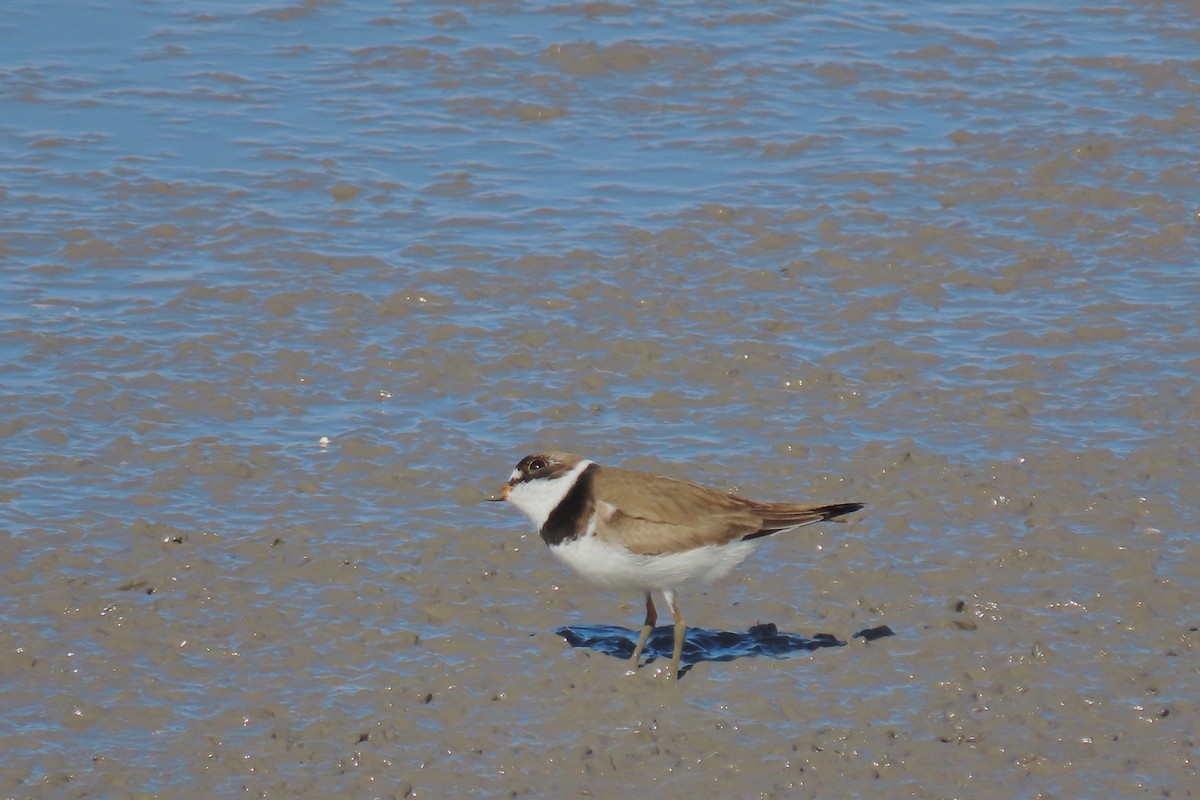 Semipalmated Plover - ML440682391