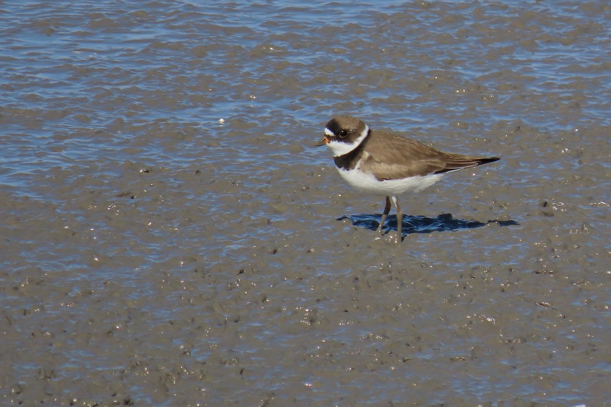 Semipalmated Plover - ML440682481