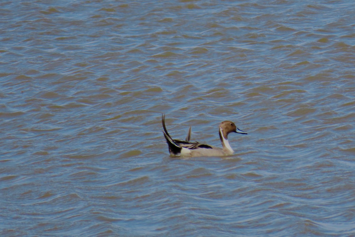 Northern Pintail - ML440684601