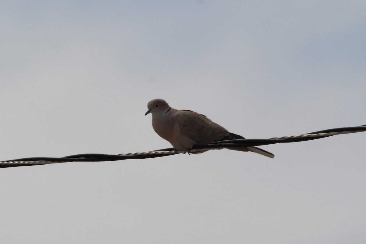 Eurasian Collared-Dove - ML440685171