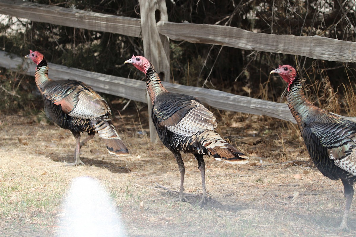 Wild Turkey - ML440685381