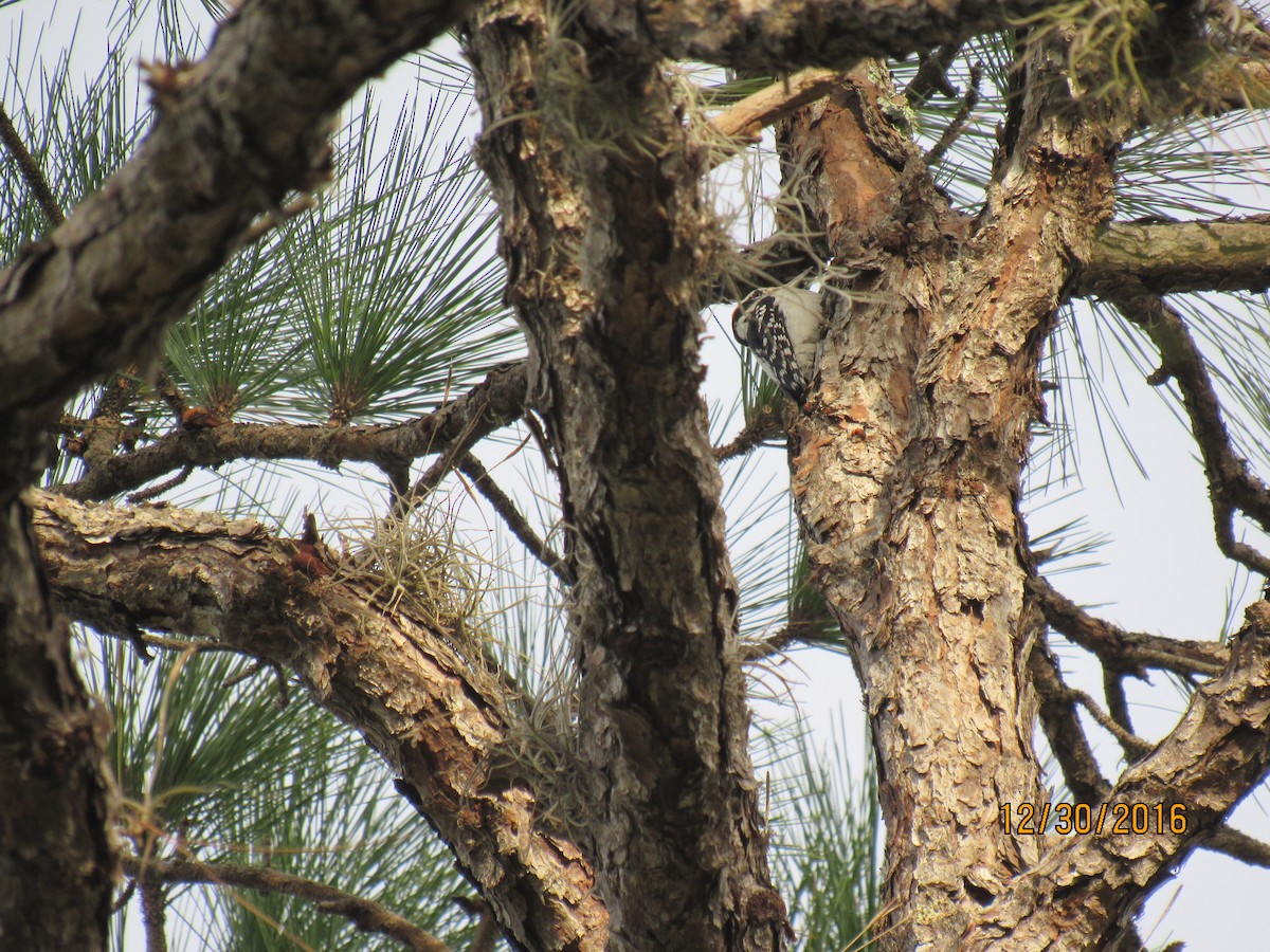 Hairy Woodpecker - ML44068581