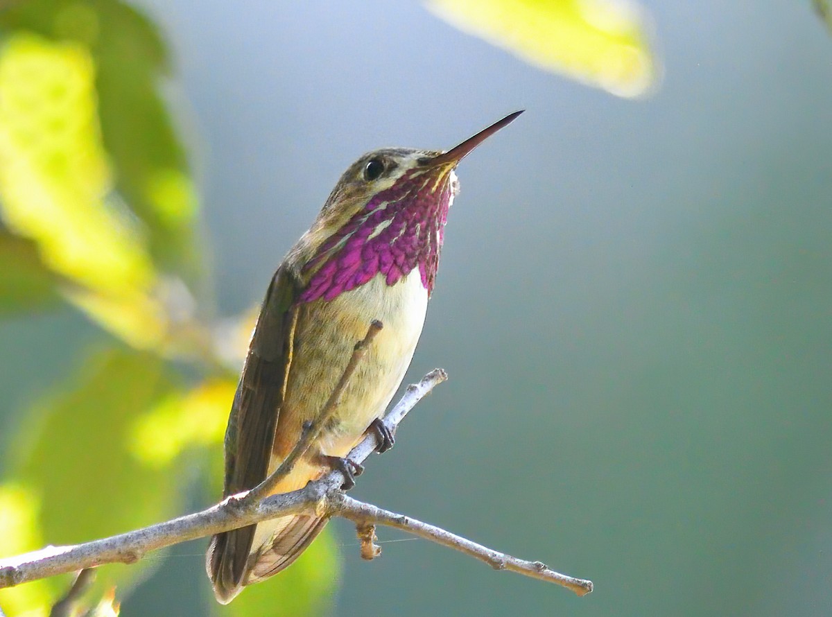 Calliope Hummingbird - ML440685881