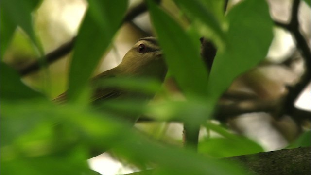 Red-eyed Vireo - ML440686