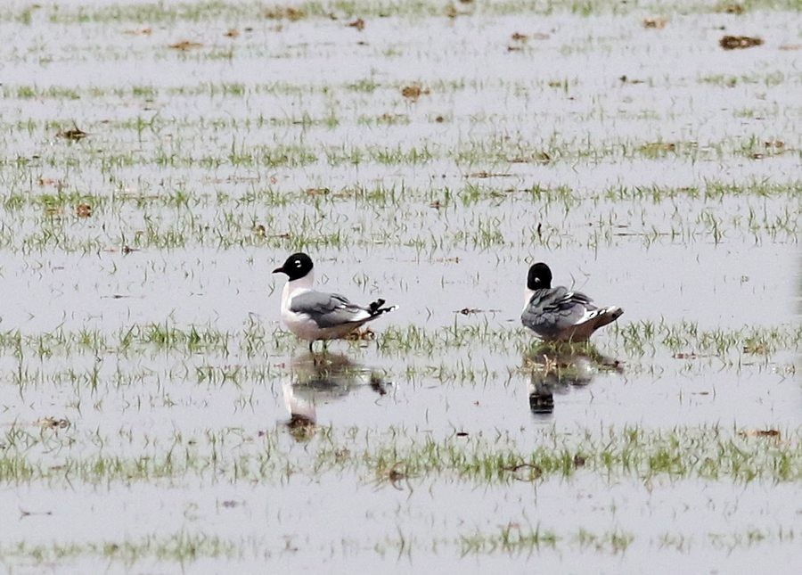 Franklin's Gull - ML440686551