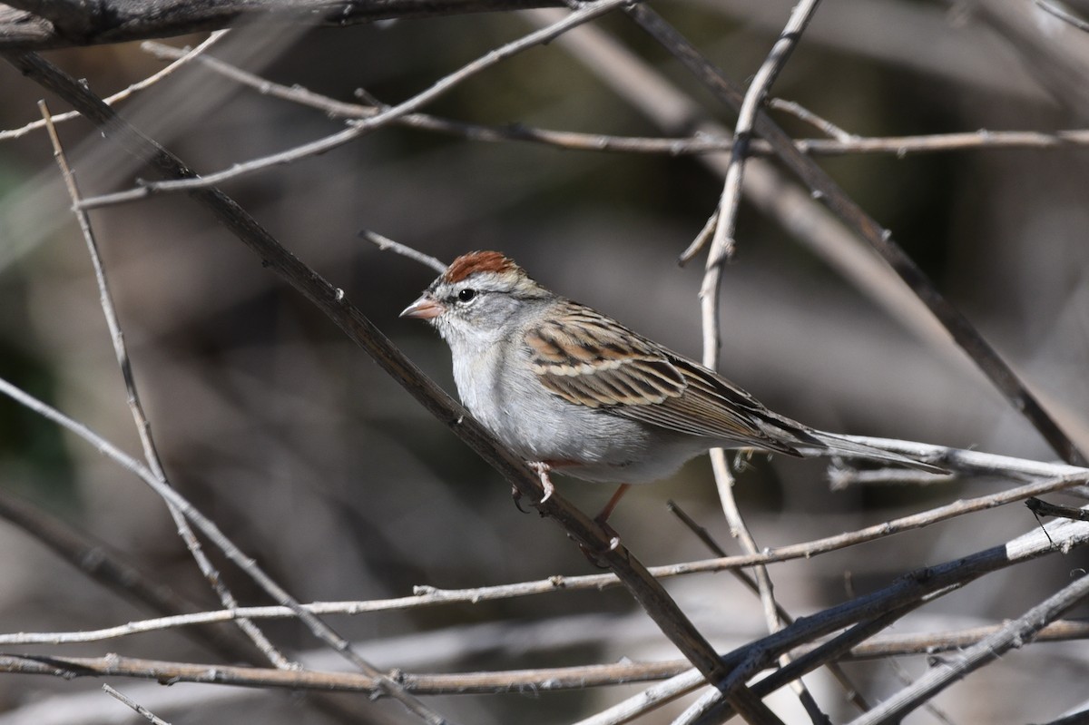 Chipping Sparrow - ML440686661