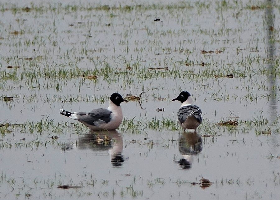 Franklin's Gull - ML440686671