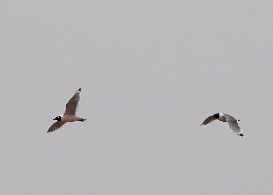 Franklin's Gull - ML440686711