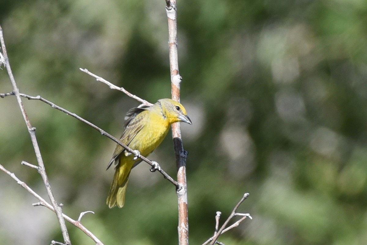 Hepatic Tanager - ML440686721