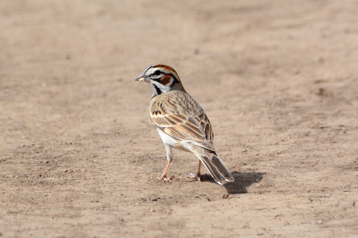 Lark Sparrow - ML440686981