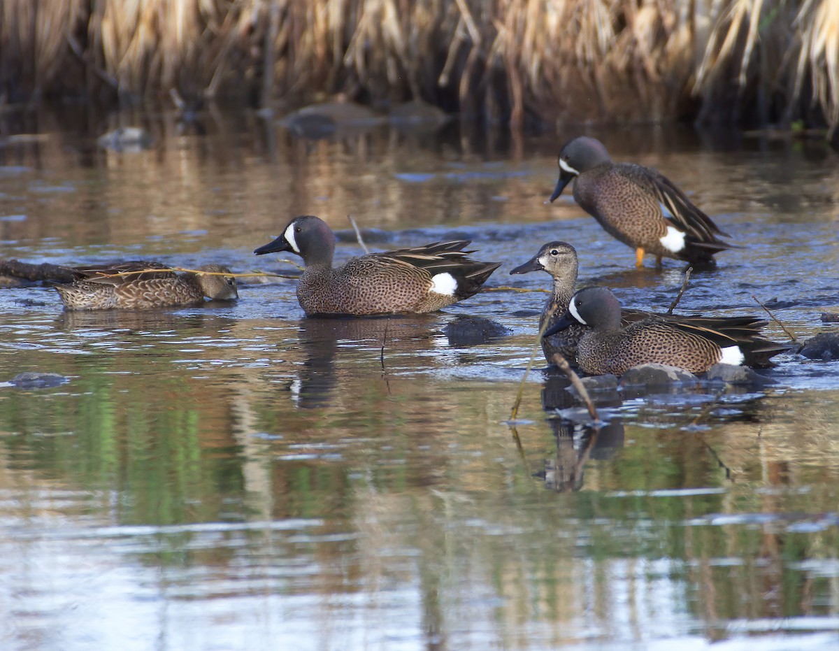 Blue-winged Teal - ML440687301