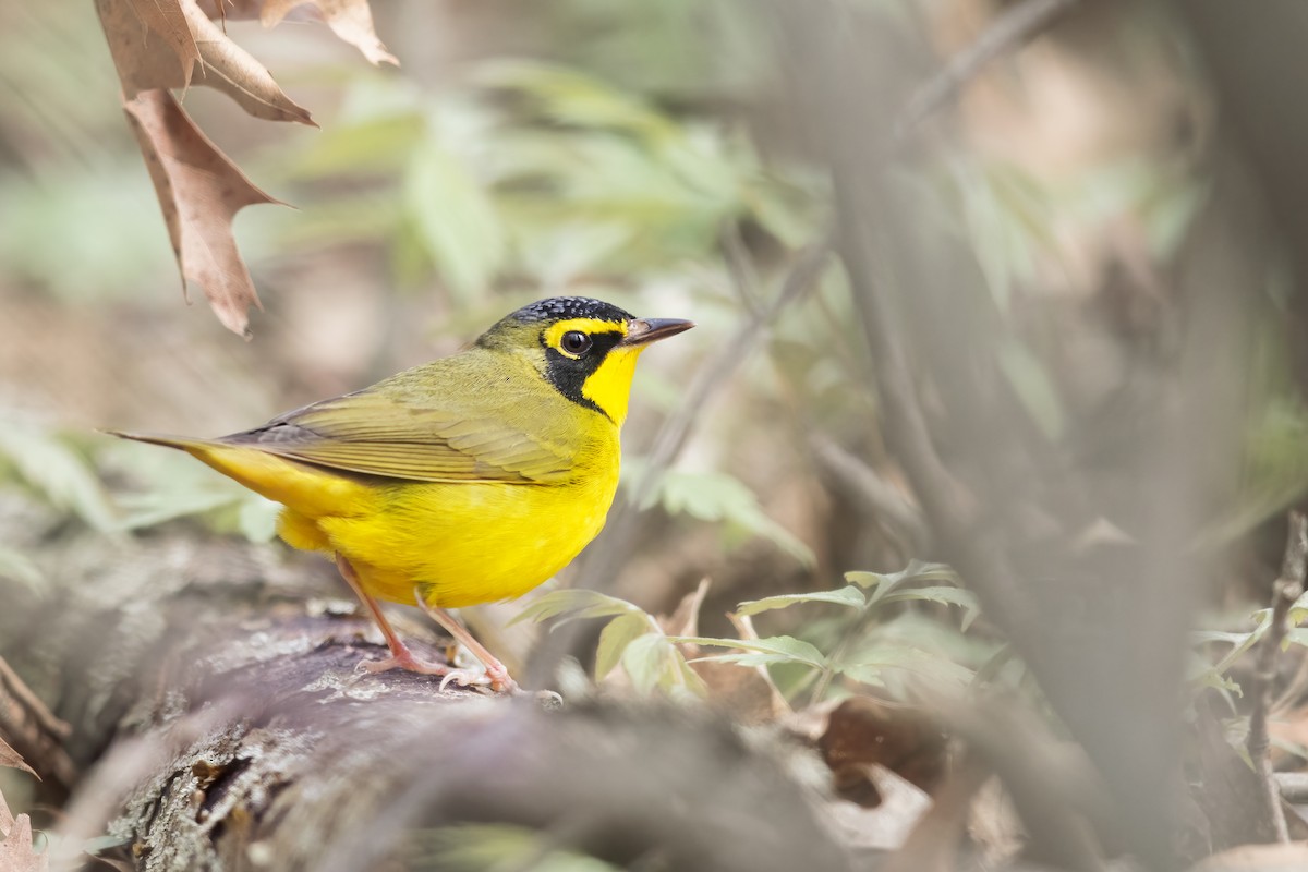 Kentucky Warbler - ML440690471