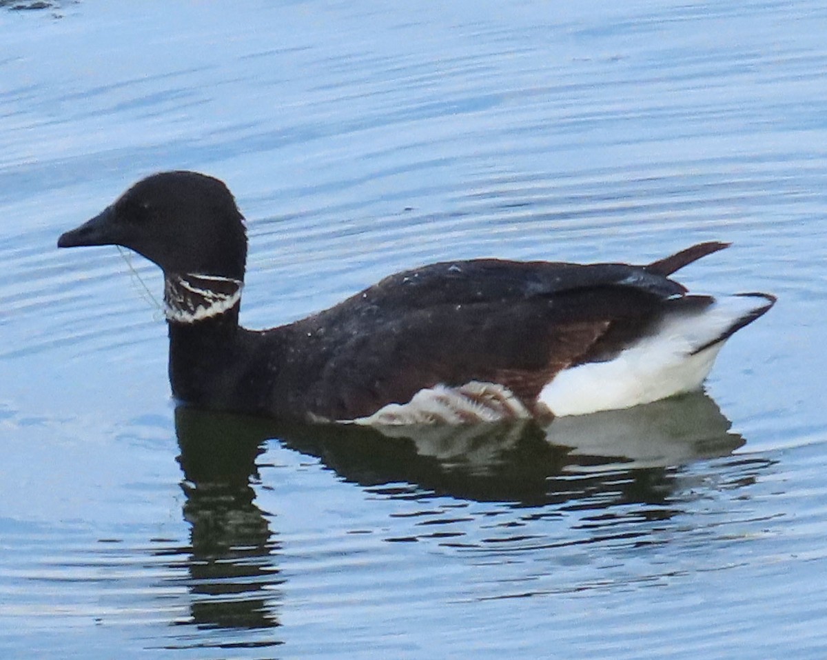 Brant - ML440692211